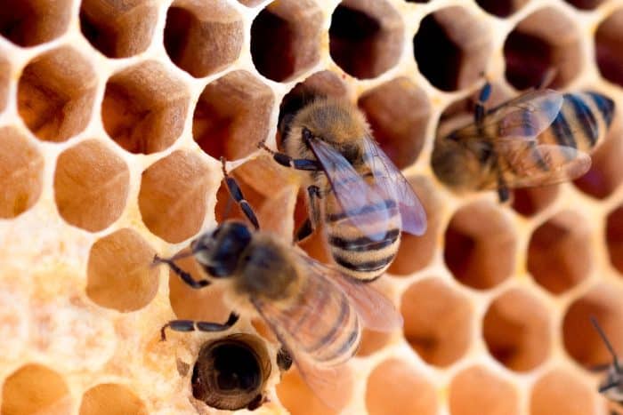 Découverte apiculture 1 yellow and black bee on yellow and black surface